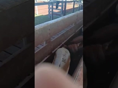 Etichette auricolari elettroniche etichette auricolari per bovini etichette auricolari elettroniche per pecore etichette auricolari per animali