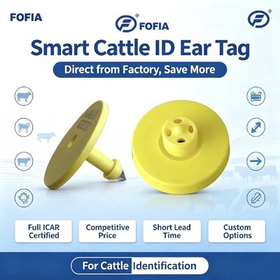 Completo ICAR ET908 + T901 RFID impermeabile LF TPU Giallo Marchi auricolari per animali 14,5 mm EM4305 Chip 5 anni di garanzia Bovini Fofia