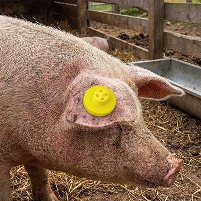 Etichetta auricolare per pecora RFID anti-spargimento impermeabile di alta qualità ISO11785 FDX-B per il monitoraggio degli animali