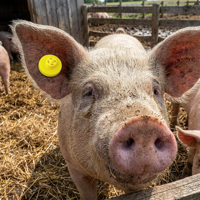 Etichetta auricolare elettronica approvata ISO11784/5 FULL ICAR Etichetta RFID impermeabile per capra per la gestione dell'azienda agricola