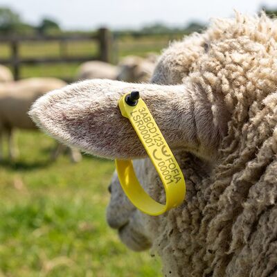 Nuova etichetta auricolare elettronica RFID Fofia resistente alle alte temperature, integrata, anti-caduta, codificata al laser, modello ET969, per ovini gialli in TPU
