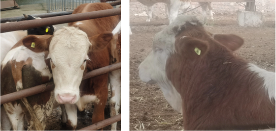 ICAR T904+T905 Combination Cattle Pig Animal Ear Tag New High Quality RFID Plastic TPU 70*57mm Laser Coding Farm 3 Year Warranty