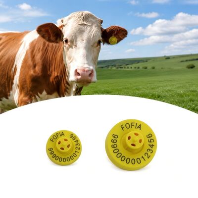 Etichette d'orecchio per bovini certificate ICAR realizzate con materiali di alta durata che garantiscono soluzioni di identificazione dei bovini durevoli